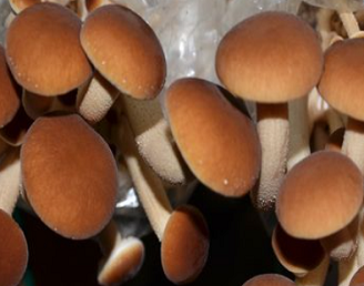 茶树菇种植